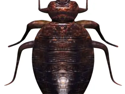 Bedbug bed bug Low-poly 3D model