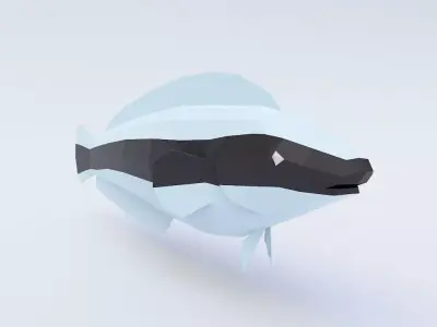 False cleanerfish low poly 3d model  Low-poly 3D model