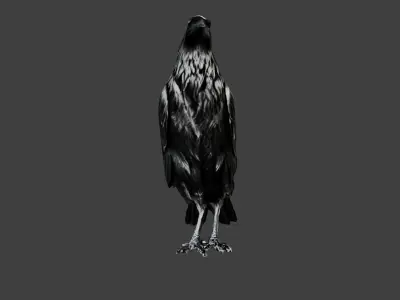 Crow Bird Low-poly 3D model