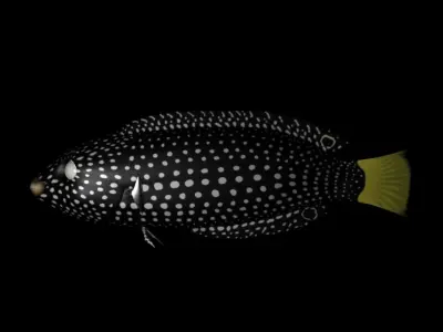 3D Cartoon Fish - Tamarin Wrasse Low-poly 3D model