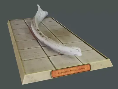 Whale mandible and PBR materials Free low-poly 3D model