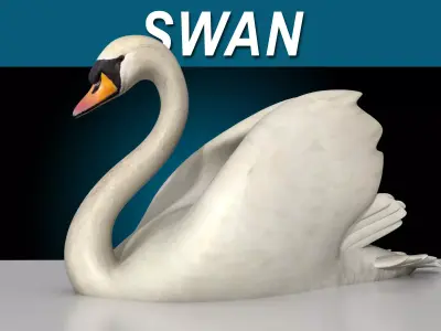 Swan - Swim and Walk 3D model