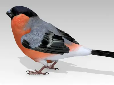 Bullfinch bird Low-poly 3D model