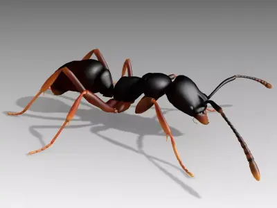Asian needle ant Low-poly 3D model
