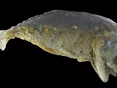 mackerel fried Low-poly 3D model