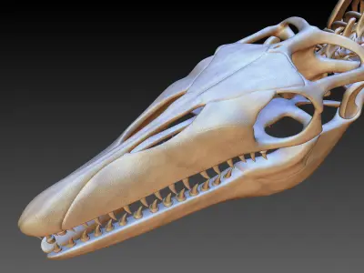 Mosasaurus Skeleton model Low-poly 3D model