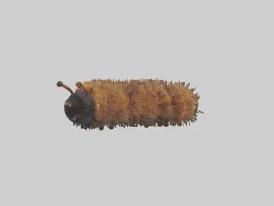Woolly Bear Caterpillar Low-poly 3D model