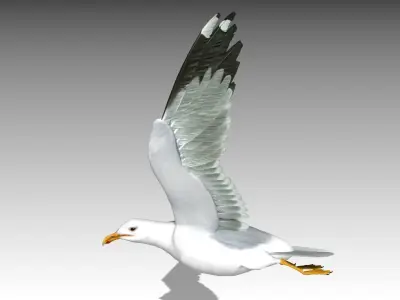 Seagull Low-poly 3D model