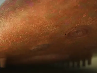  Odontogriphus Low-poly 3D model