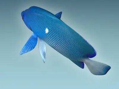 Anglefish 2 angelfish 3D model