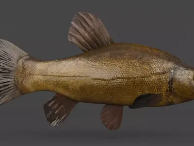 Tench Fish 3D model