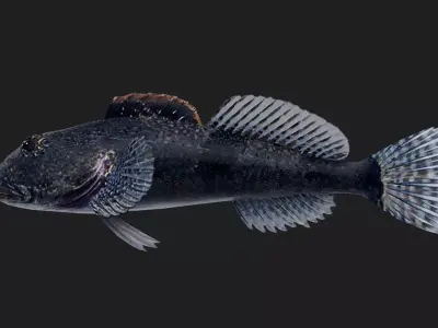 Sculpin Low-poly 3D model