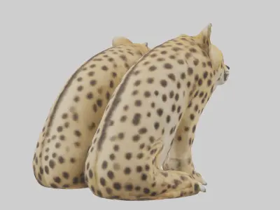 Cheetah Paws Model 3D model