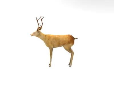 Deer  Rigged  Low-poly 3D model