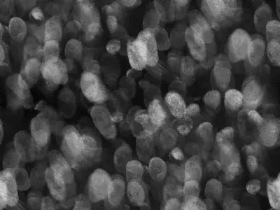 Chiken rooster Free 3D model