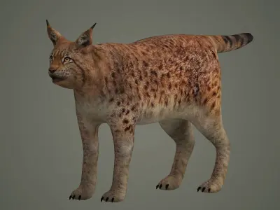 lynx lion lioness leopard animal wildlife bobcat animals 3D model