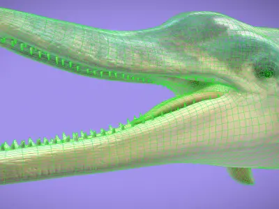 Messapicetus Low-poly 3D model