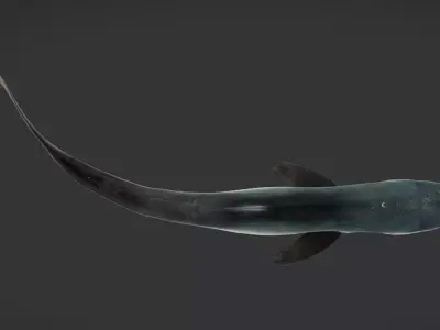 Realistic Blue Shark Animated 3D model