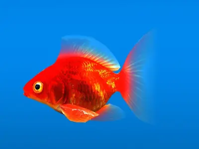 Gold Fish low-poly Low-poly 3D model