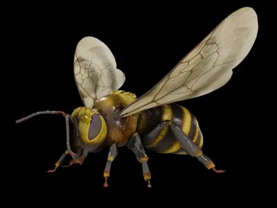 Detailed Animated Bee 3D Model Low-poly 3D model