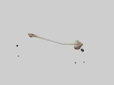 Kangaroo Femur Low-poly 3D model