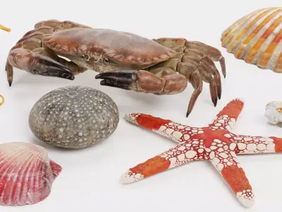 -Sealife Set- 3D model