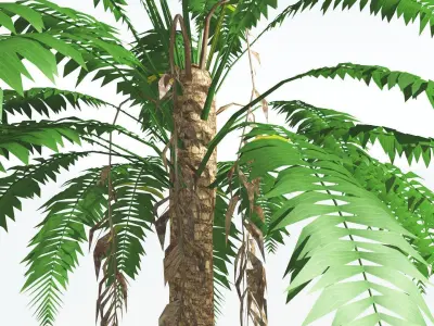EVERYPlant African Oil Palm LowPoly 3 --16 Models-- Low-poly 3D model