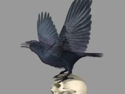 Common Raven - rigged - animated 3D model