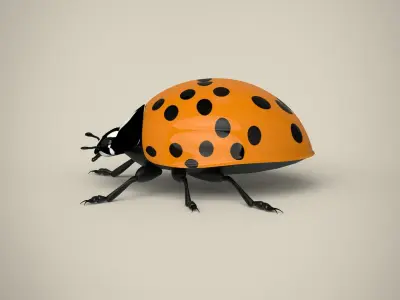 Ladybug Low-poly 3D model