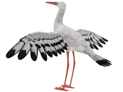 Stork 3D model
