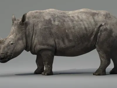 Rhino Animated 3D model purchase