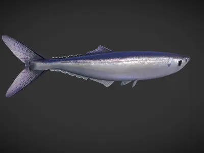 Mackerel squid - squid Low-poly 3D model