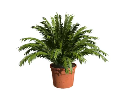 Indoor Potted Palm Collection  Low-poly 3D model