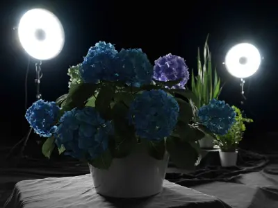  Mophead Hydrangea Plant Model, Blue 