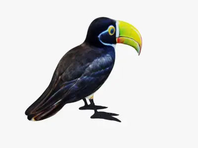 Toucan Free 3D model