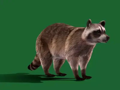 Common Raccoon Mammal Free 3D model
