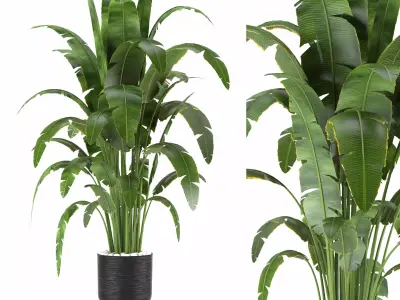 Indoor Plants in Ferm Living Bau Pot Large - Set01 3D model