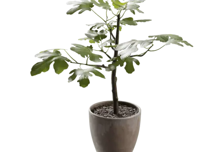 Medium Potted Fig Plant Model 
