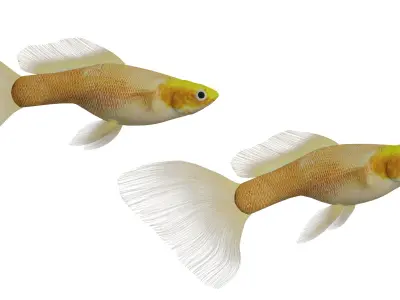 Guppy Fish Low-poly 3D model