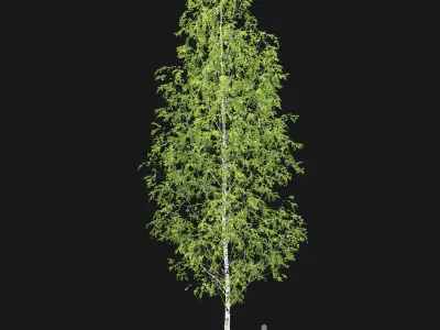 Birch forest part 12 3D model