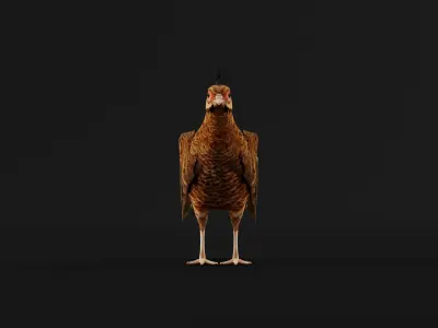 Nepal Kalij Pheasant Bird Low-poly 3D model