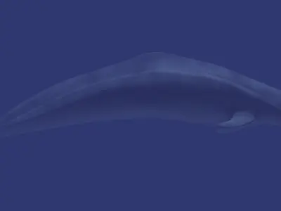 Beluga dolphin 3D model