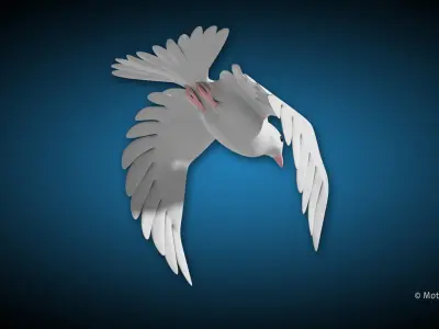White Dove Bird 3D model