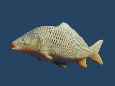 common carp  Low-poly 3D model