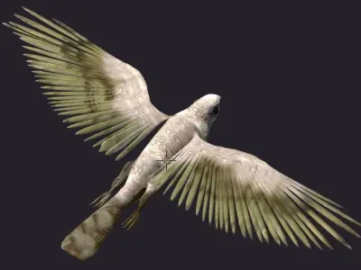 hawk animated Low-poly 3D model