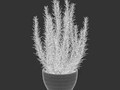  Rosemary Plant Herb Potted Plant Model 