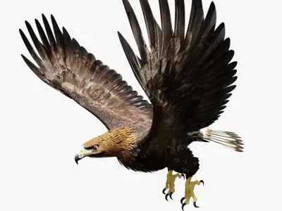 Golden Eagle - BLENDER 3D model