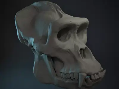 Western Lowland Gorilla Skull for 3D Print 3D model