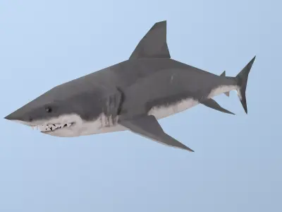 Shark great Low-poly 3D model