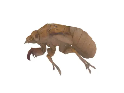 Cicada exoskeleton Low-poly 3D model